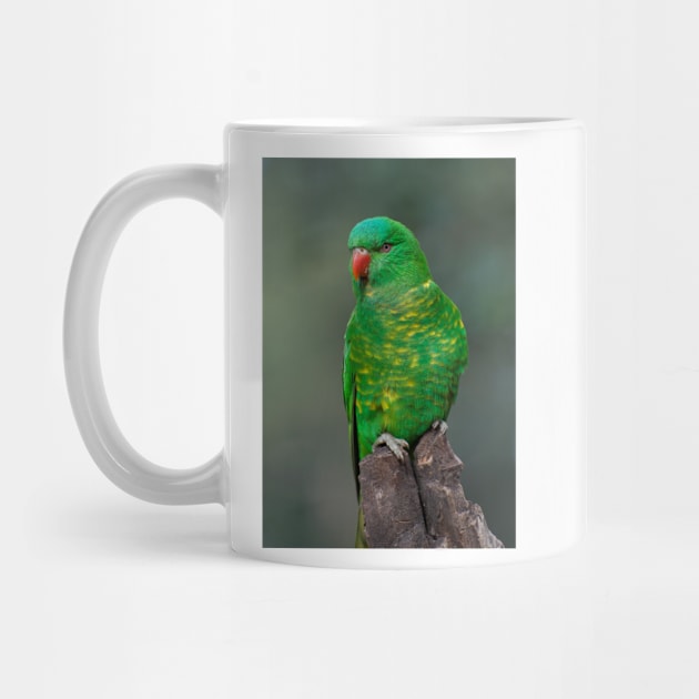 Scaly Breasted Lorikeet by GP1746